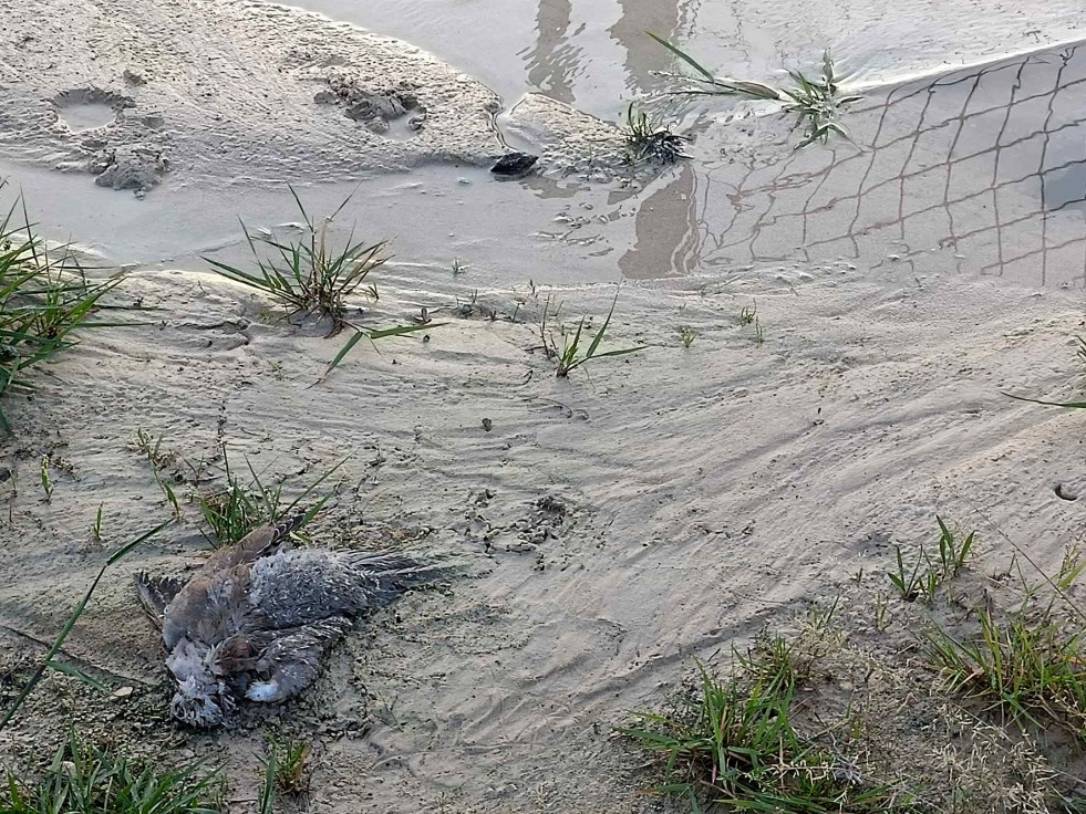 Un 'fósforo' denuncia fuga de agua y animales muertos en el Fort Llopis del Grau de Gandia desde hace 15 días