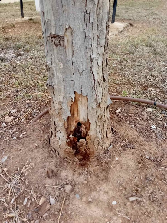 Perforan árboles para envenenarlos en un parque de Marxuquera de Gandia