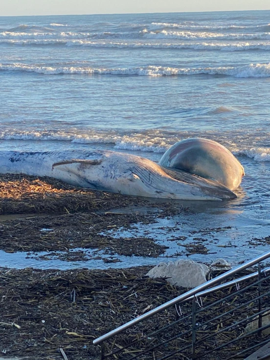 Aparece un cetáceo muerto en playa de Gandia