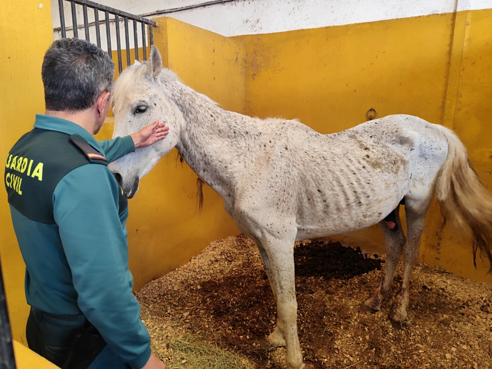 Un maltratador animal reincidente es investigado por la Guardia Civil ante el grave estado de abandono de 7 caballos en Oliva