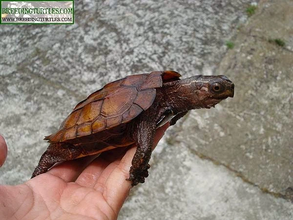 El Seprona de la Guardia Civil de Gandia intercepta un envío ilegal con tortugas protegidas procedente de China y las trasladada de urgencia a Terra Natura Benidorm
