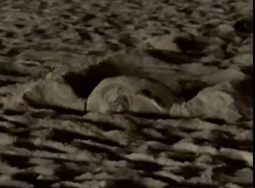 Daimús espera a Bartola, la tortuga boba que podría regresar a desovar en la playa