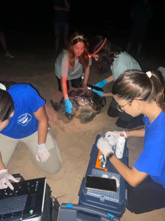 Una Tortuga elige la Playa de Piles para desovar