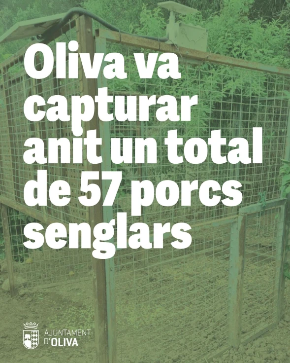 Oliva captura 57 jabalíes en una noche