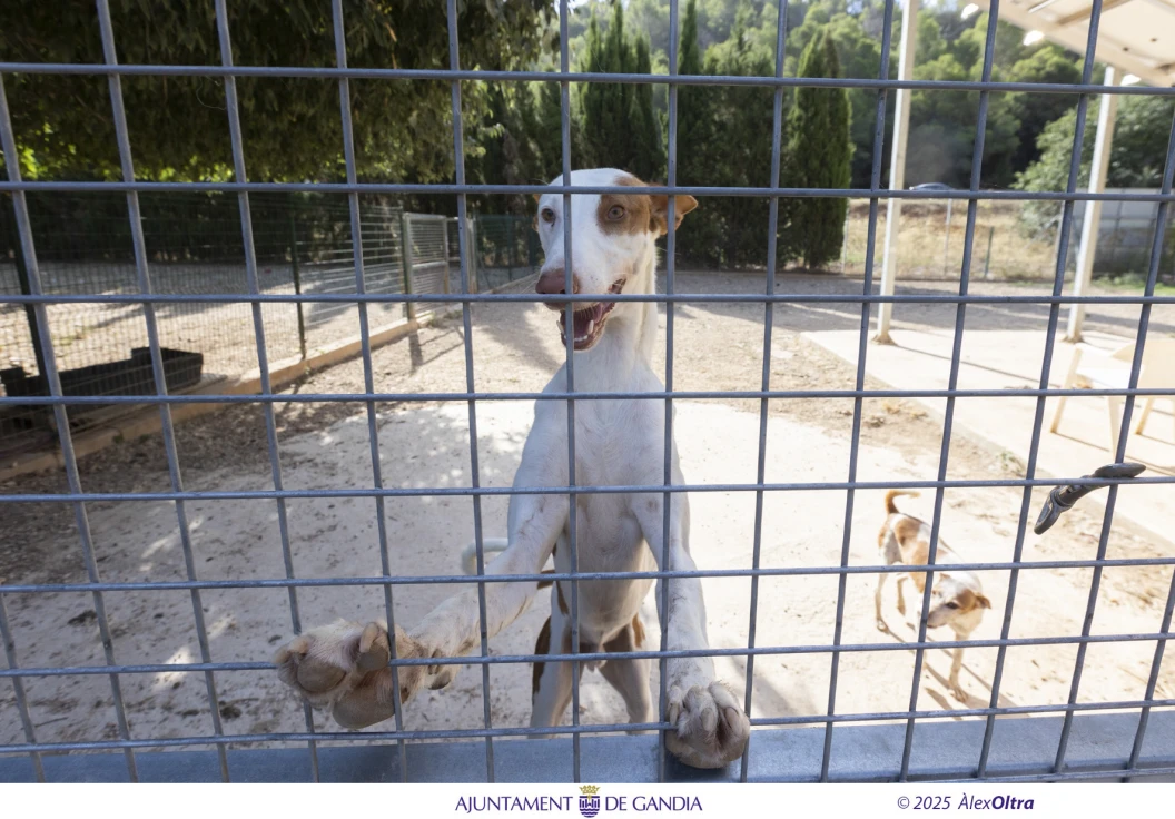 El Ayuntamiento de Gandia adjudica a Spama el nuevo servicio de recogida y acogida de animales