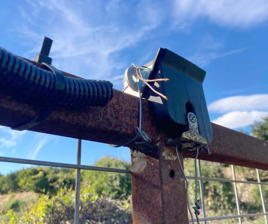 Sabotean la jaula que la pasada semana capturó a 27 jabalíes en un recóndito lugar de Oliva