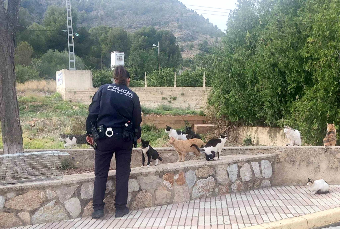 Tavernes refuerza la gestión y el control de las colonias felinas para mejorar la convivencia urbana