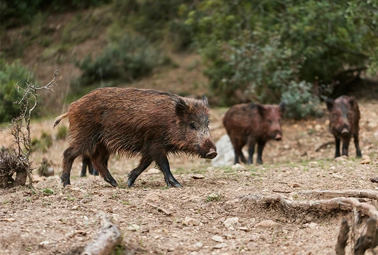 El Real de Gandia solicita ayuda a la Generalitat para controlar la presencia de jabalíes