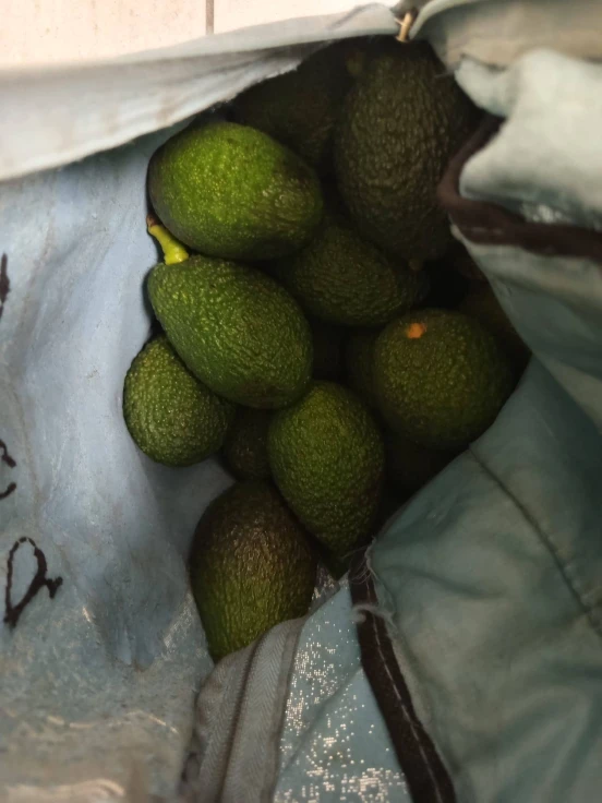 La Policía Local de Almoines sorprende a un hombre robando aguacates de un campo agrícola