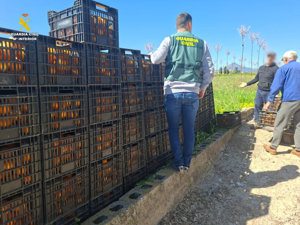 La Guardia Civil de Gandia detiene a dos personas e investiga a otras tres por robar y comprar naranjas de los campos agrícolas