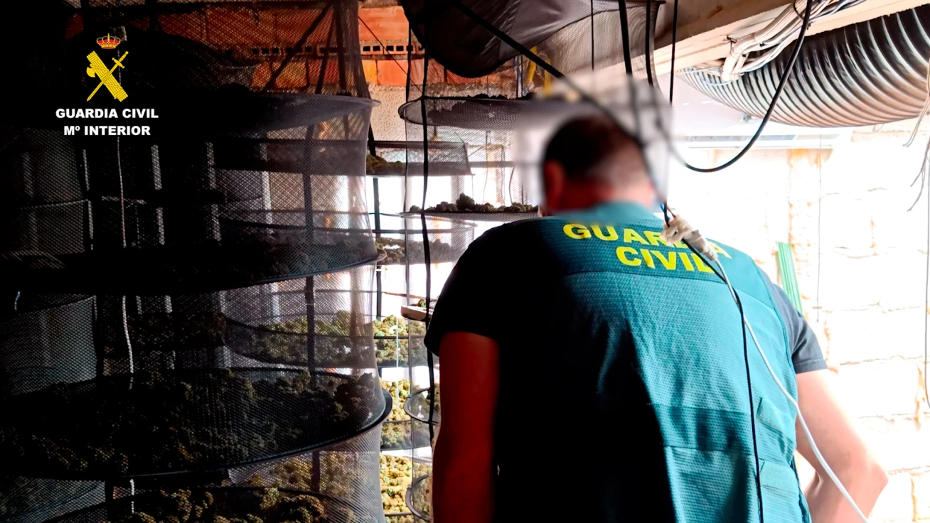 Golpe al cultivo ilegal de cannabis en Oliva