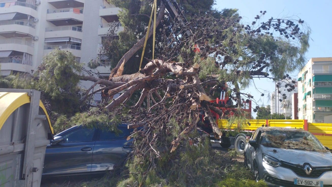 Cae un pino de grandes dimensiones en la calle Menorca de la playa de Gandia y deja una herida leve