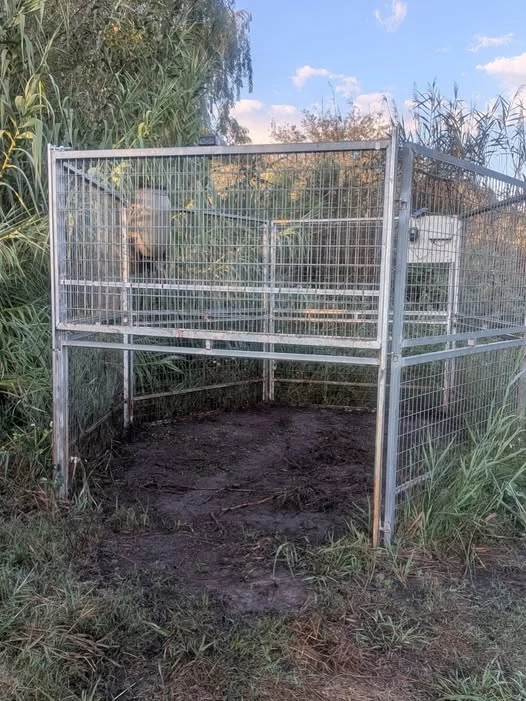 Xeresa actúa frente a la plaga de jabalíes: 36 ya han sido capturados este año