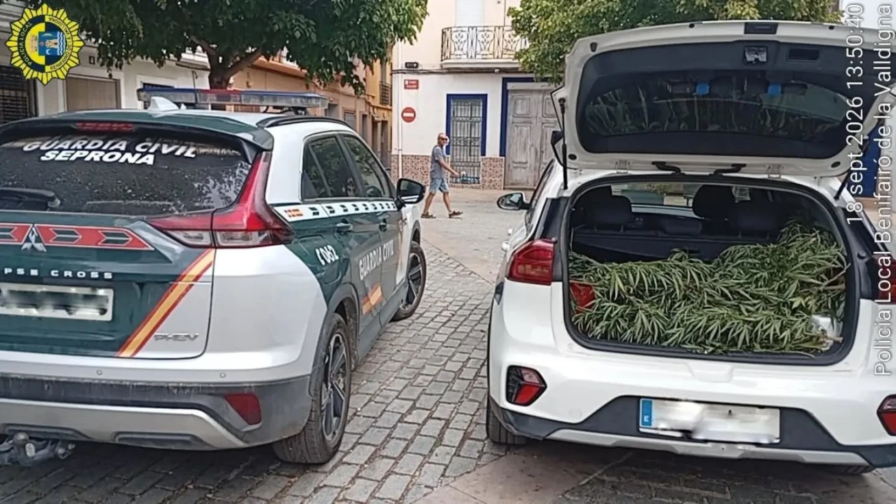La Policía Local y la Guardia Civil intervienen numerosas plantas de presunta marihuana en Benifairó de la Valldigna