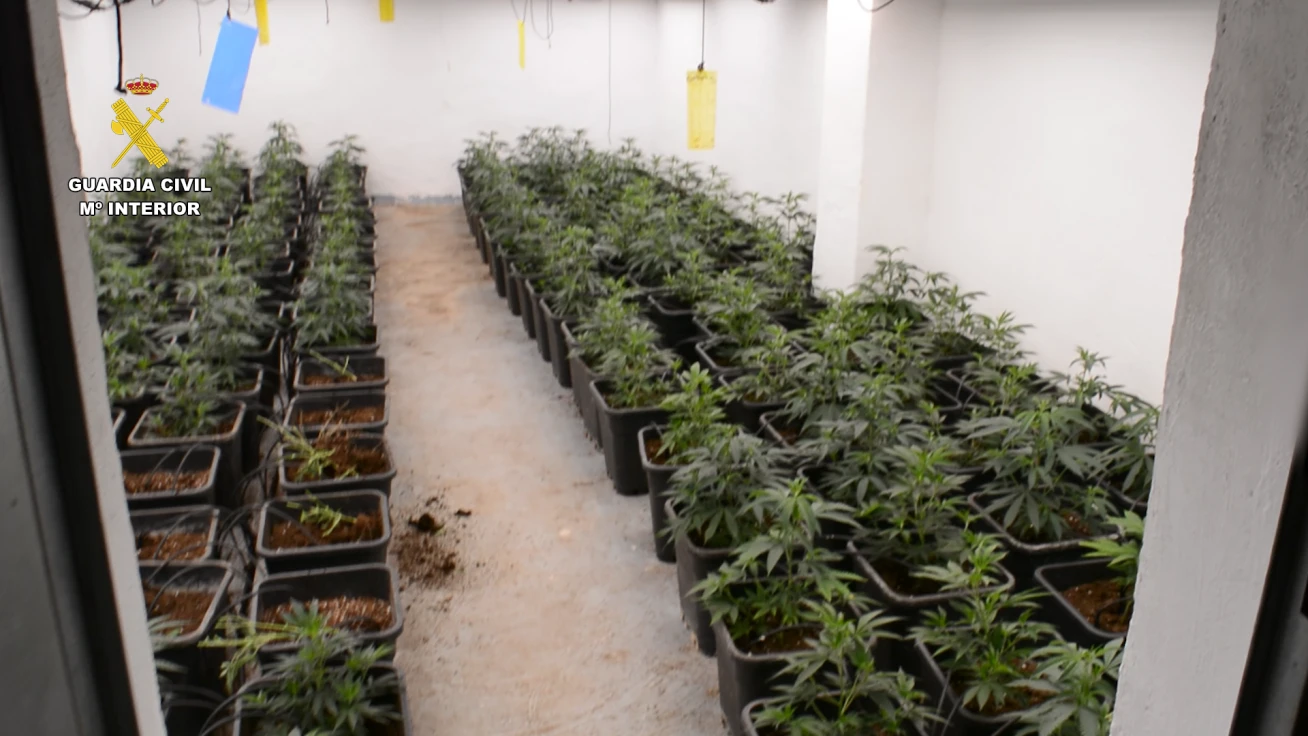 Un consumo eléctrico anómalo destapa un cultivo de marihuana en una vivienda de Oliva