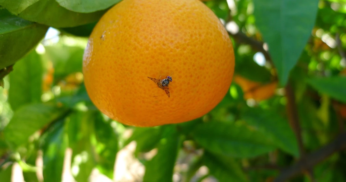 Beniarjó distribuye trampas gratuitas contra la mosca mediterránea de la fruta