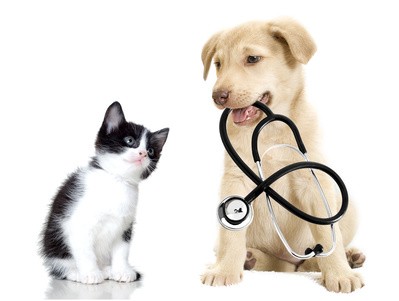 Los veterinarios reclaman que se reconozca que son sanitarios