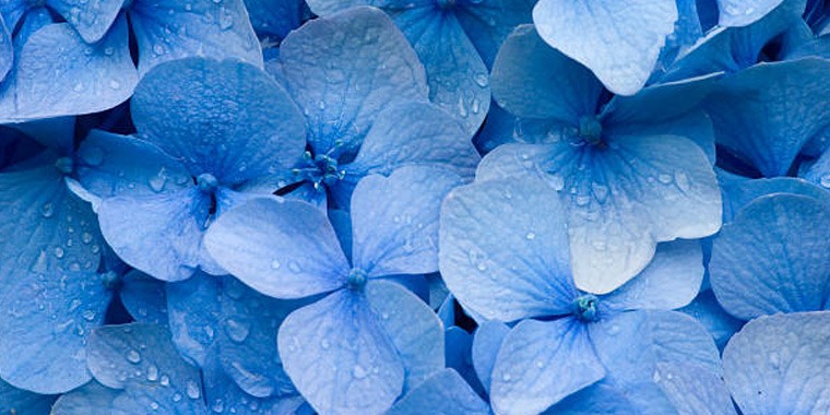 Buscando la flor azul