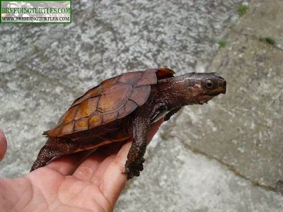 El Seprona de la Guardia Civil de Gandia intercepta un envío ilegal con tortugas protegidas procedente de China y las trasladada de urgencia a Terra Natura Benidorm