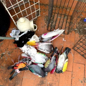Matan en Beniarjó a nueve palomas de competición y causan pérdidas económicas que superan los 40.000 euros