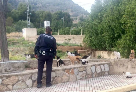 Tavernes refuerza la gestión y el control de las colonias felinas para mejorar la convivencia urbana