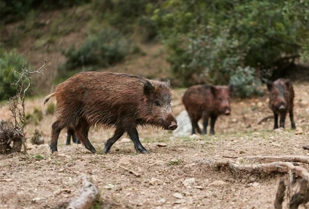 El Real de Gandia solicita ayuda a la Generalitat para controlar la presencia de jabalíes
