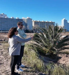 La restauración dunar de la playa del Auir en Gandia avanza a buen ritmo