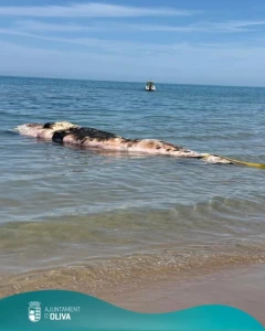 Localizan un cachalote sin vida en la playa de Pau Pi de Oliva