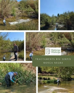 Villalonga activa la campaña contra la mosca negra en el río Serpis