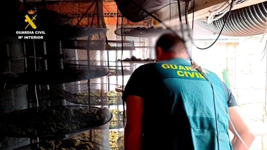 Golpe al cultivo ilegal de cannabis en Oliva