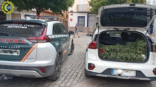 La Policía Local y la Guardia Civil intervienen numerosas plantas de presunta marihuana en Benifairó de la Valldigna